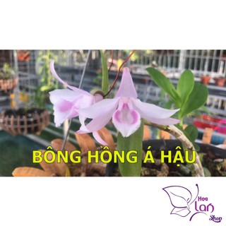 Lan Phi Điệp 🌸SHIP NGUYÊN CHẬU 🌸 Hồng Yên Thủy - Hồng Mỹ Nhân - MInh Châu -  Ắ Hậu [ Hàng Tuyển Chọn ]