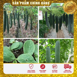 Hạt giống Bí sặt Cao Sản năng suất dễ trồng