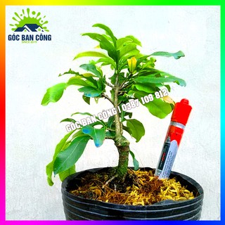 Cây Mai Đại Lộc Gốc Quái Mini