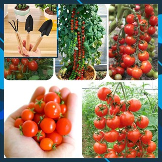 Hạt giống Cà Chua Bi Chùm 30 Hạt TẶNG BỘ LÀM VƯƠN MINI