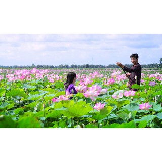Hạt Giống Hoa Sen Ta - 10 Hạt