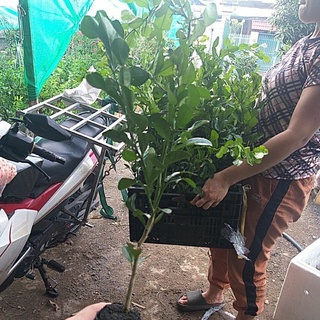 Cây giống Cây Chúc (chanh thái) -UtNho