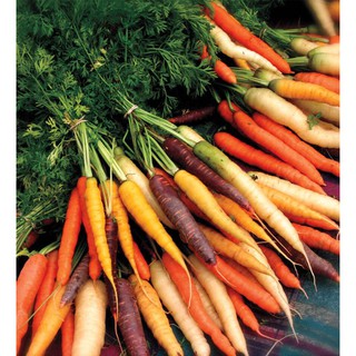 Hạt giống cà rốt mix màu - 1 gói 100 hạt