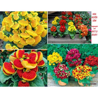 [GIÁ GỐC] Hạt giống hoa huyền sâm nhiều màu - 50 hạt