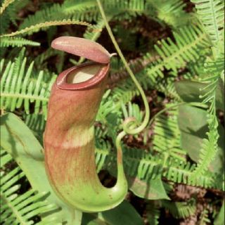 Cây nắp ấm N. Mirabilis pink