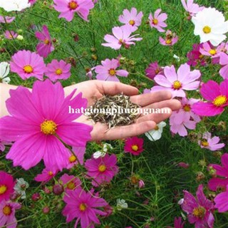 hạt giống hoa cánh bướm mix