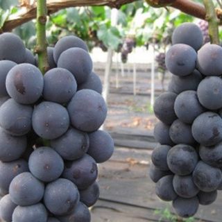 Cây giống nho ghép leo giàn kyoho (nho đen hàn quốc )