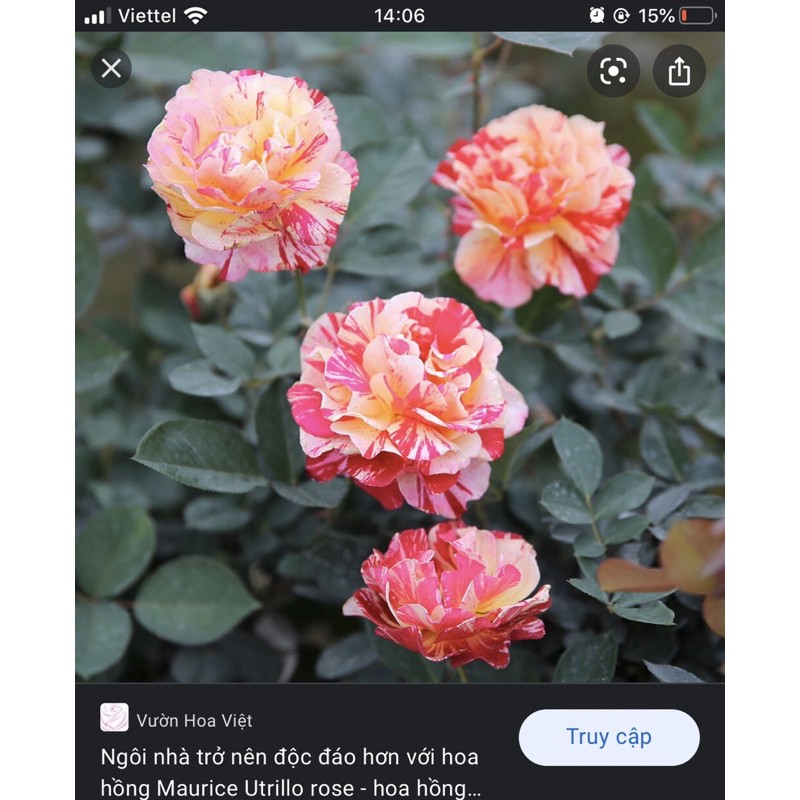 10 gốc hồng ngoại 10 màu