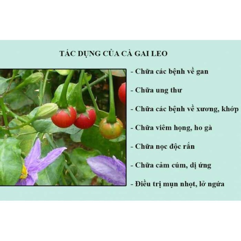 CAO CÀ GAI LEO HỘP 200G