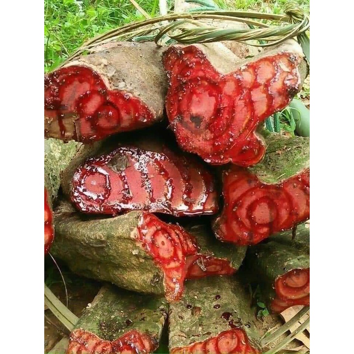 1 kg cây huyết đằng  khô- giúp ăn ngon, ngủ tốt, tăng cân