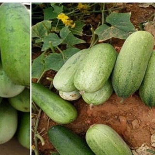 Hạt giống dưa chuột mèo 50 hạt (TẶNG gói kích thích hạt nảy mầm)