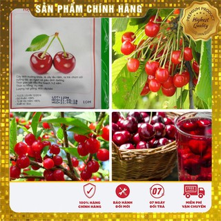 HẠT GIỐNG QUẢ CHERY (ANH ĐÀO) - 10 hạt
