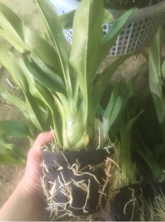 lan hoàng hậu khổng lồ