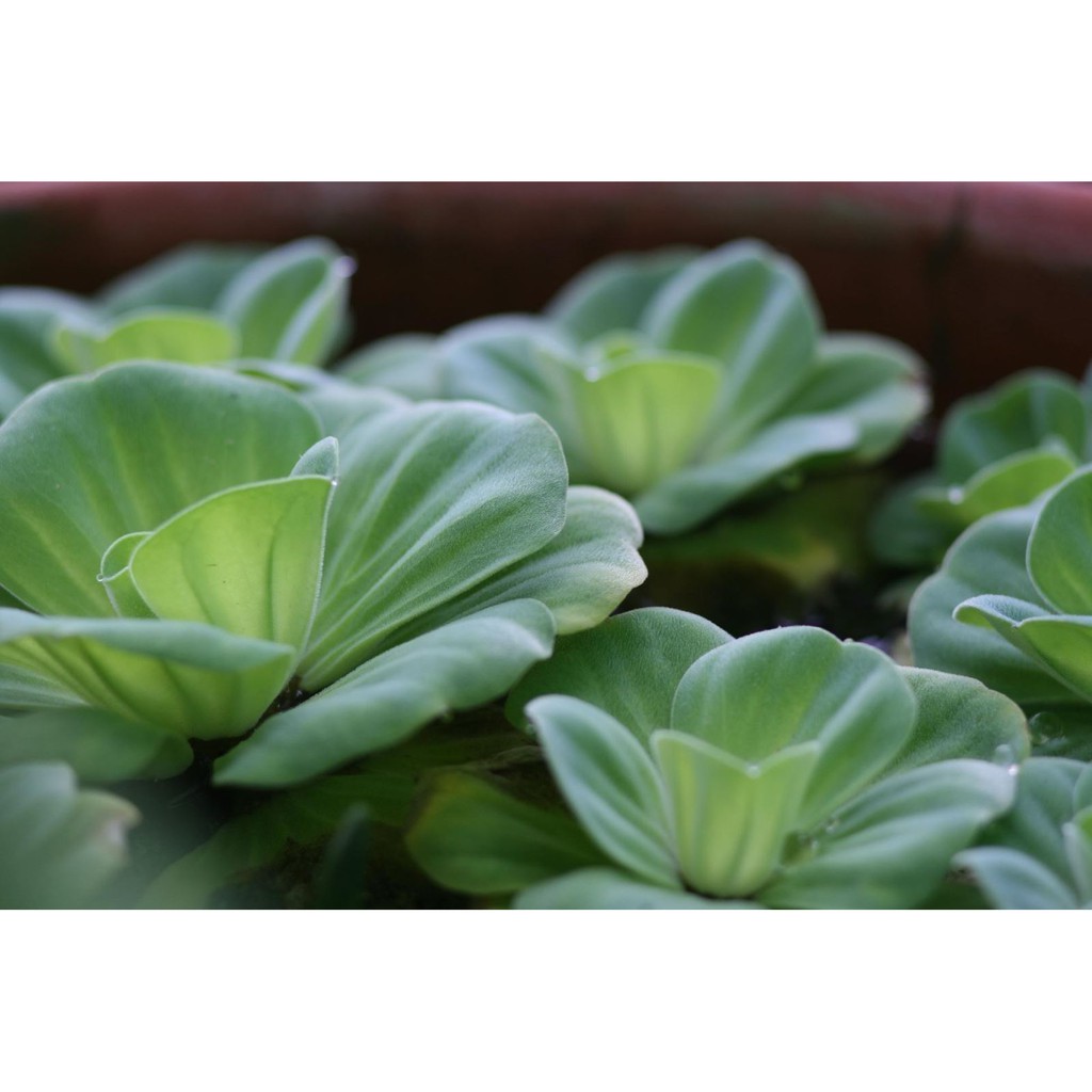 Cây Bèo Tai Tượng