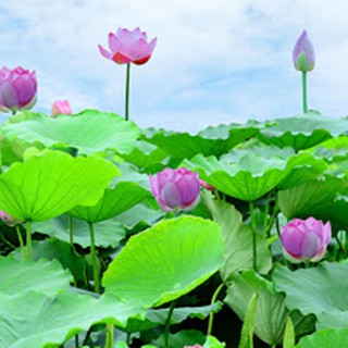 Hạt giống hoa sen lá lớn