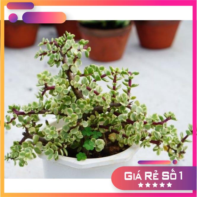 Sen Đá Đô La Trắng chậu lớn 15cm, Khỏe, dễ trồng, Hàng Đà Lạt, Lỗi 1 đổi 1