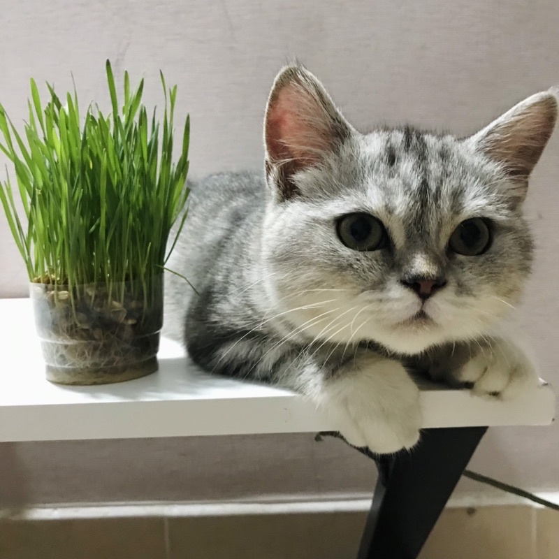 Hạt giống cỏ mèo cao cấp (cỏ lúa mạch, lúa mì)