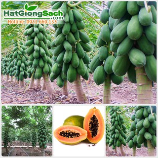 Hạt giống đu đủ lùn mỹ