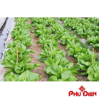 Gói 15gr hạt giống rau cải bẹ cải rau dưa  PHÚ ĐIỀN