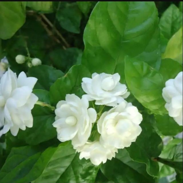 Cây hoa nhài ta hay hoa lài hoa trắng cánh kép dễ trồng hoa quanh năm