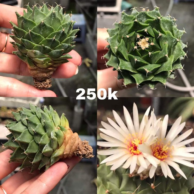 Xương rồng đài sen - hàng hạt - Size cây 4.5-5.5cm - Hoa trắng