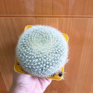 xương rồng Thiên Nga size trung hoa màu cam đỏ.