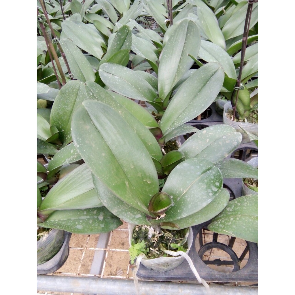 3 cây lan hồ điệp ĐN hoa