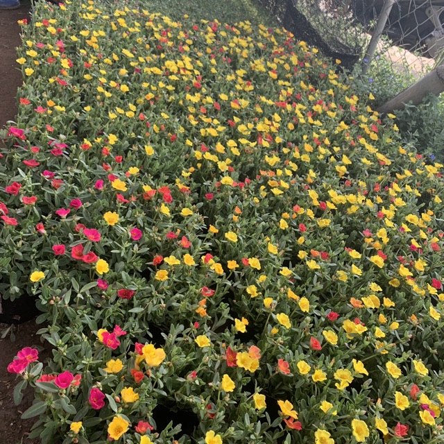 Cây hoa sam trồng bịch mix nhiều màu sắc, nở hoa rực rỡ quanh năm, thích hợp trồng trang trí sân vườn, ban công