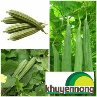 Gói 5 hạt giống mướp khía