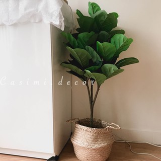 [FOLLOW NHẬN MÃ] CÂY BÀNG SINGAPORE GIẢ 1M  trang trí phòng, decor phong cách VINTAGE có kèm giỏ cói Casimi Decor