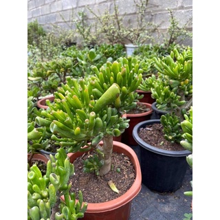 sen đá ống điếu, lỗi 1 đổi 1