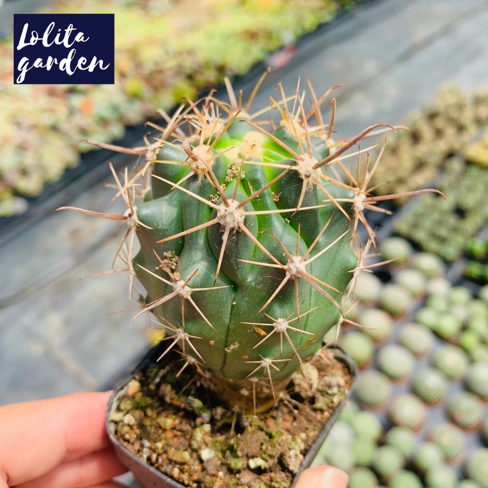 Xương rồng cory Đà Lạt size bé cây cảnh trang trí nhà cửa Lolita garden