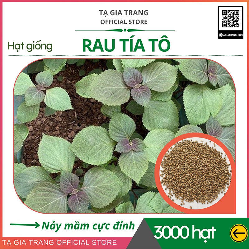 Hạt giống rau tía tô - Shop hạt giống Tạ Gia Trang