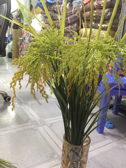 Com bo 25 cây  bông lúa vàng ấm no cả nhà