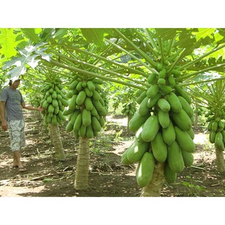 Hạt giống đu đủ lùn siêu quả Papaya Carica