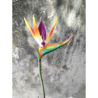 Hoa giả- hoa thiên điểu