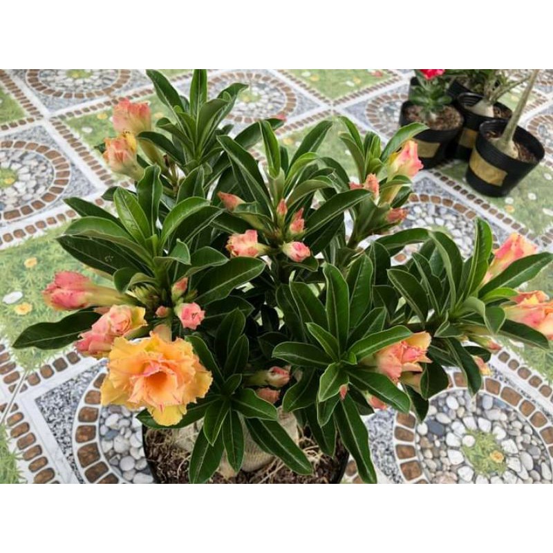 Sứ thái nhập khẩu 01 gói 20 hạt