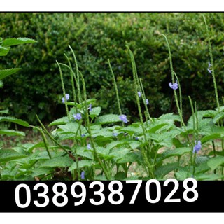cây đuôi chuột giống,4 cây,cỏ roi ngựa