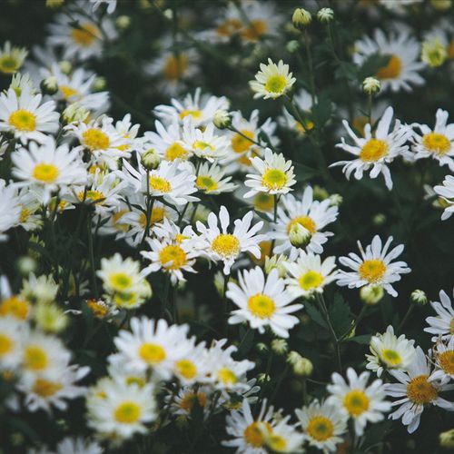 Hạt Giống Hoa Cúc Họa Mi F1 Loại Siêu Dễ Trồng Hoa Nở Đẹp Kháng Sâu Bệnh [ gói 50gram,100gram,200gram ]