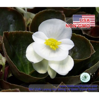 CÂY GIỐNG HOA HẢI ĐƯỜNG TRẮNG SIZE NHỎ-