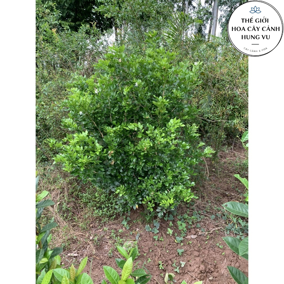 Cây hoa nguyệt quế siêu hoa size to cao 1m (Ảnh thật).