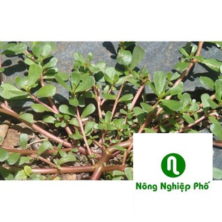 5gr hạt giống rau sam PHUNONG