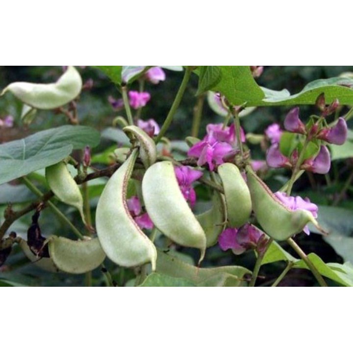 Hạt giống đậu ván xanh - 10 hạt