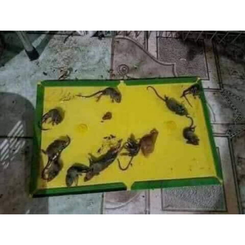 Keo dán chuột