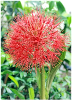 Hồng Tú cầu