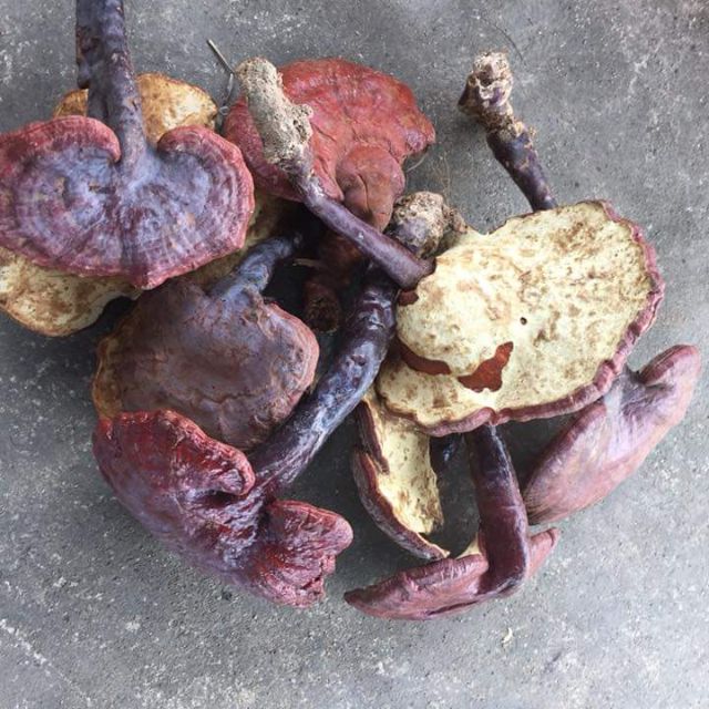 Nấm Lim Xanh 1Kg