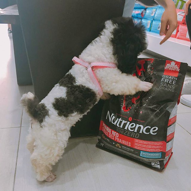 [Ăn Là Thích] Thức Ăn Hạt Cho Chó Poodle Nutrience Subzero Da Lông Bóng Mượt Bao 2.27kg 6 Loại Thịt Cá, Rau Củ, Trái Cây