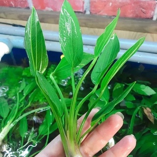 2 cây Lan nước mang thịnh vượng, may mắn