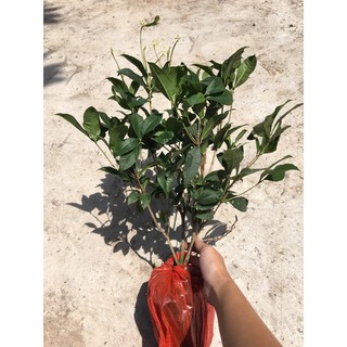 [Cây cho hoa] Mộc hương ta trưởng thành cho hoa thơm say đăm lòng người - Trang Flowers