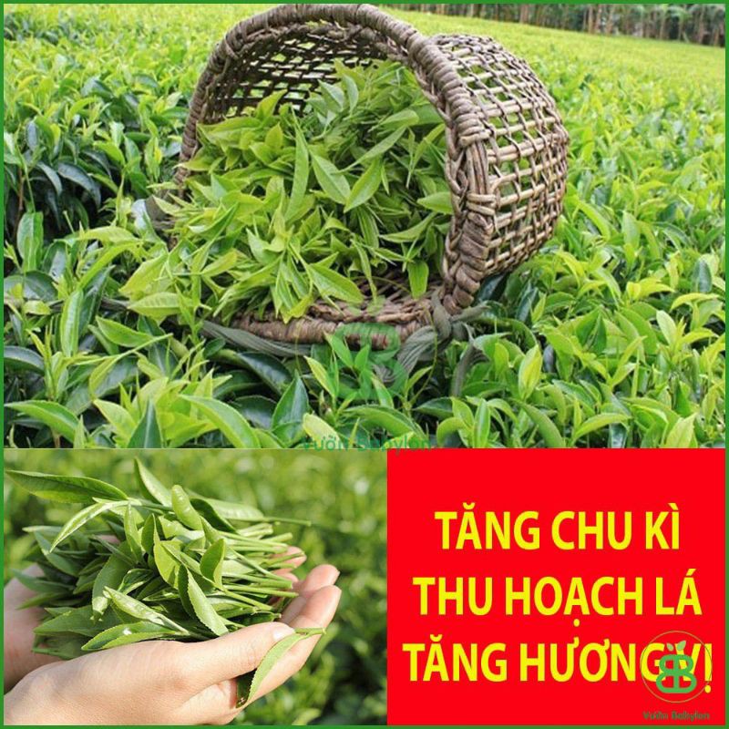 PHÂN BÓN LÁ CAO CẤP GA3